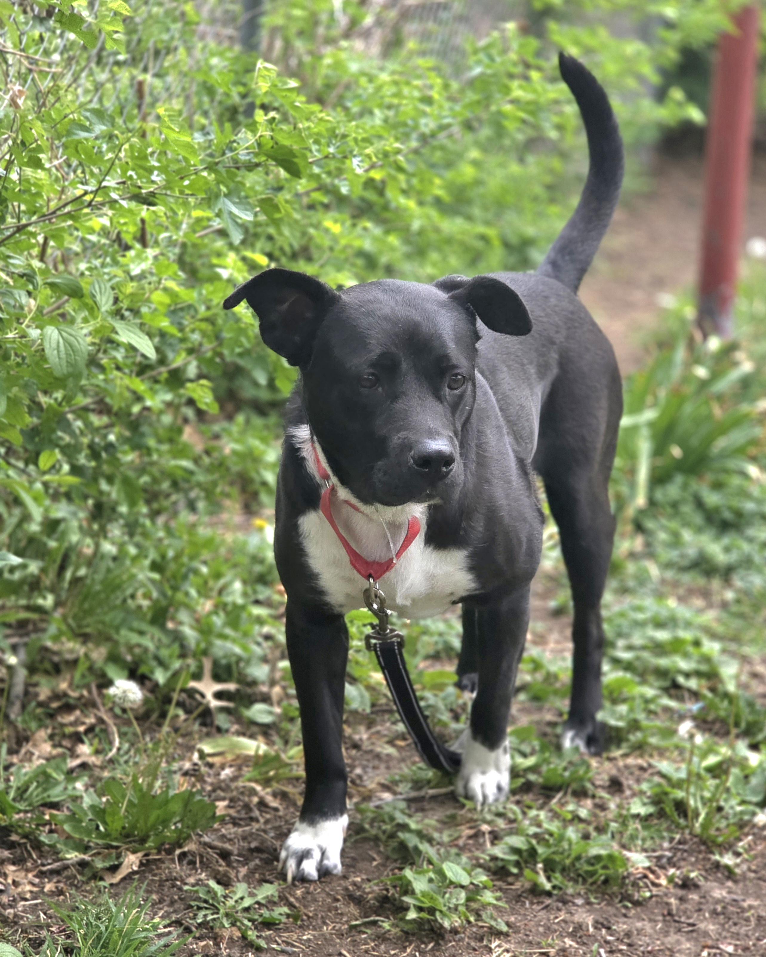 Chelsi, Adoptable, Adult Female Pit Bull Terrier.