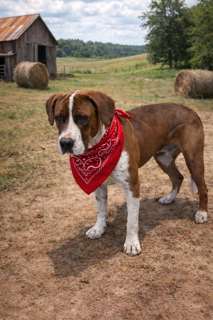 Enlarge Bubba, a Adoptable Pit Bull Terrier in Wauchula, FL image 1/1