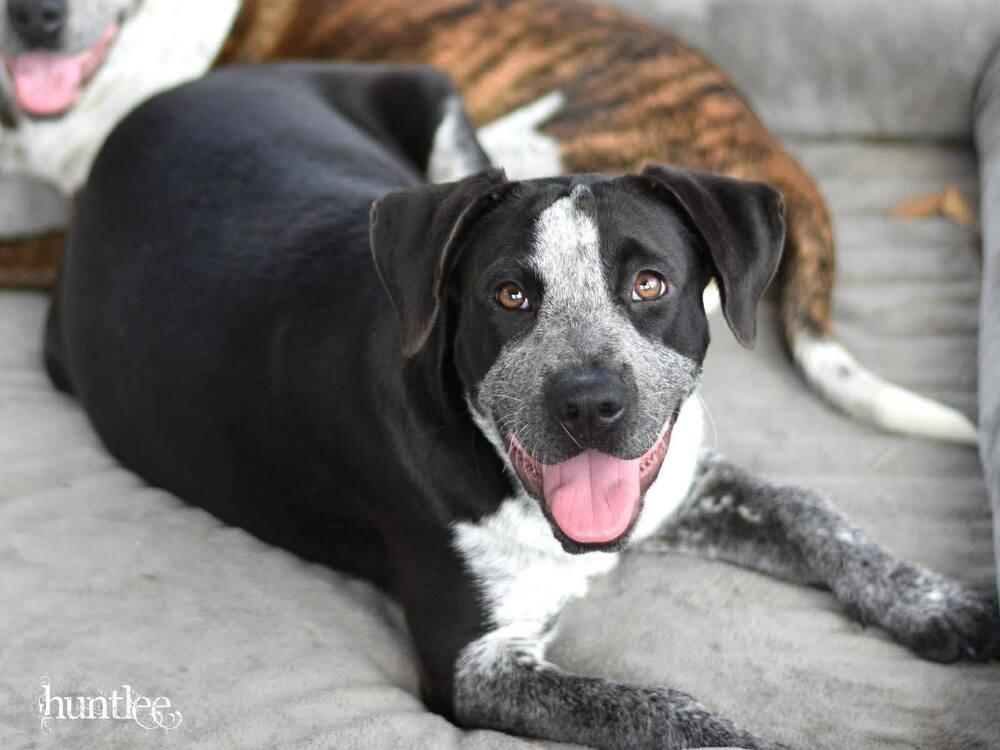 Enlarge Piper, a Adoptable mixed breed in Saugus, MA image 1/5