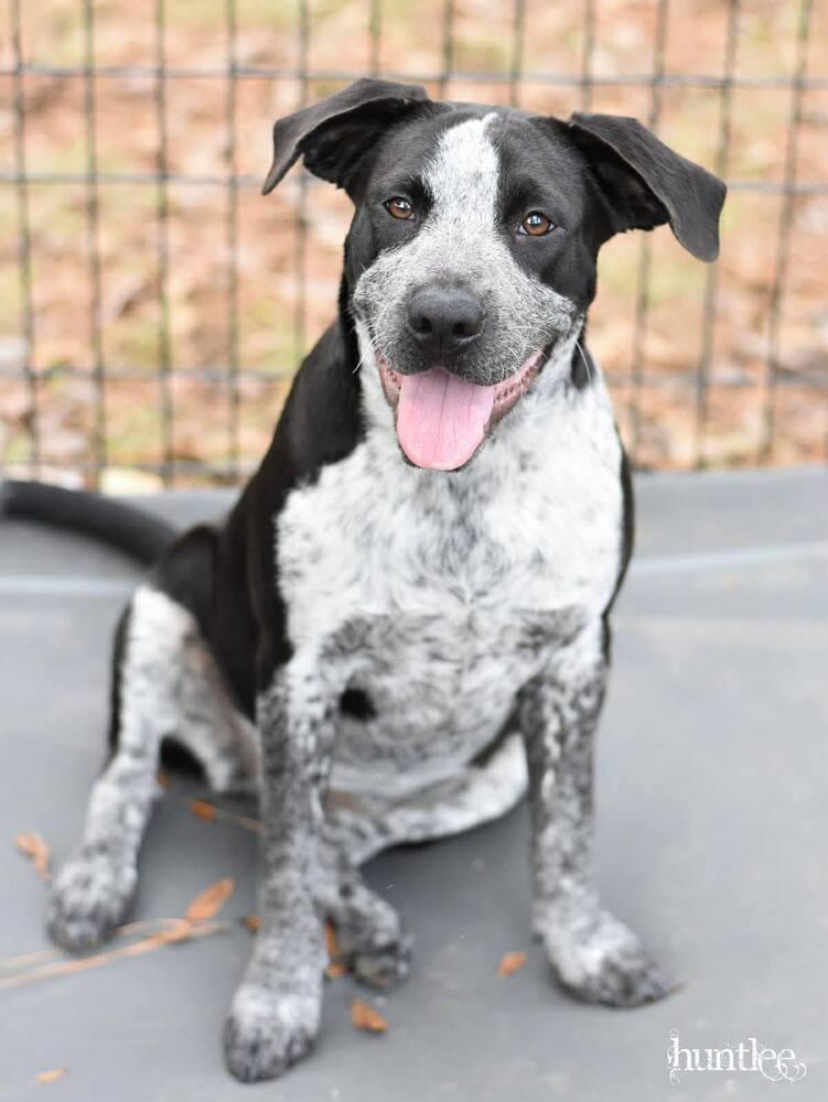 Enlarge Piper, a Adoptable mixed breed in Saugus, MA image 2/5