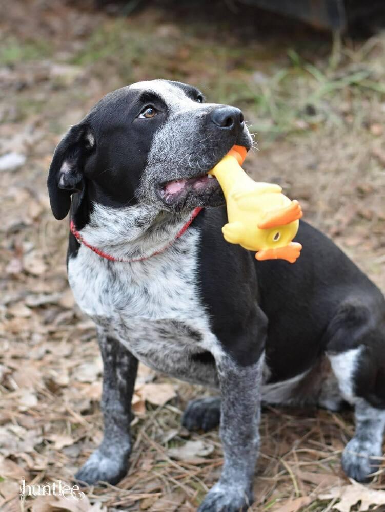Enlarge Piper, a Adoptable mixed breed in Saugus, MA image 3/5