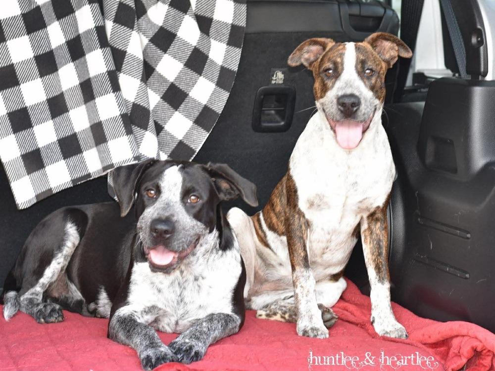 Enlarge Piper, a Adoptable mixed breed in Saugus, MA image 4/5