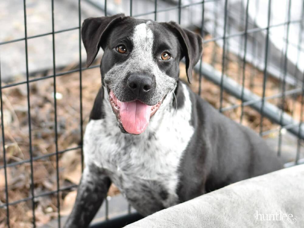 Enlarge Piper, a Adoptable mixed breed in Saugus, MA image 5/5