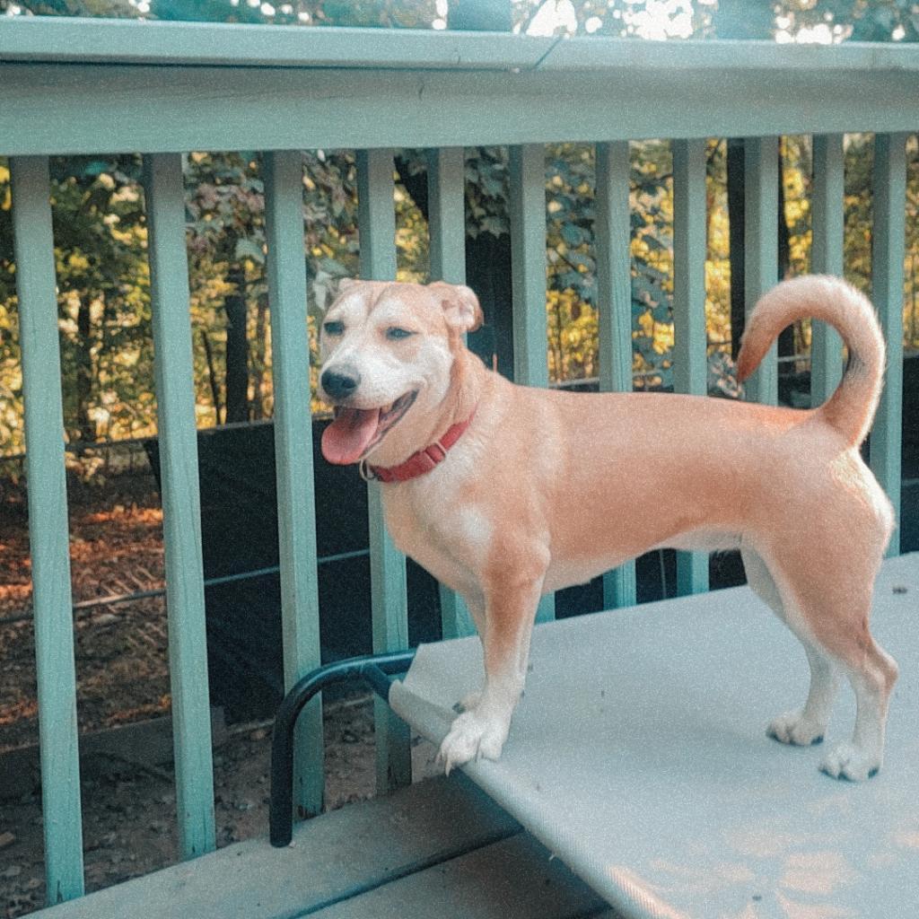LUNA, Adoptable, Adult Female Cardigan Welsh Corgi & Husky.