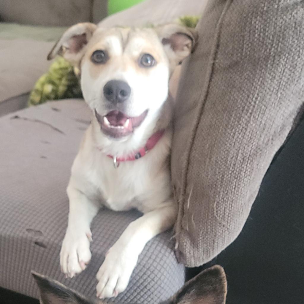 Enlarge LUNA, a Adoptable mixed breed in Union City, PA image 2/6