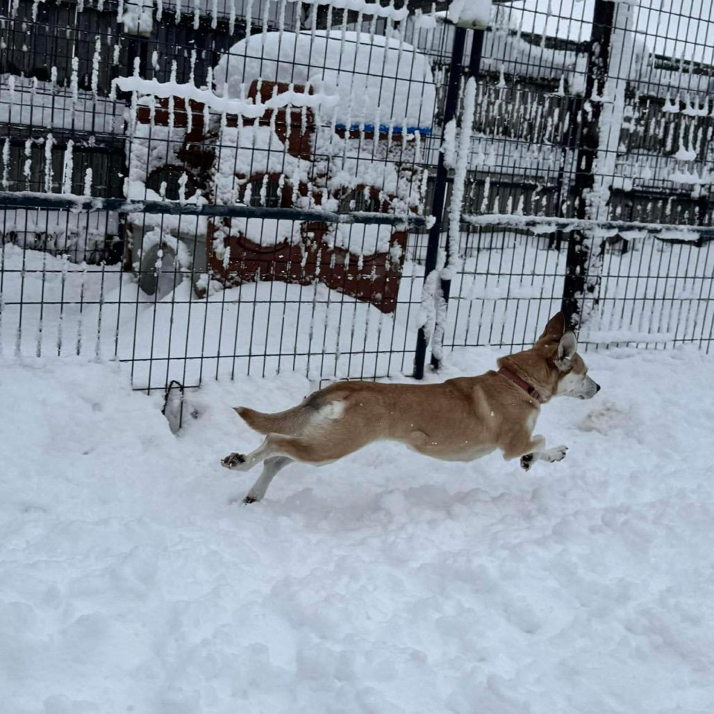 LUNA, a Adoptable mixed breed in Union City, PA image 2/6