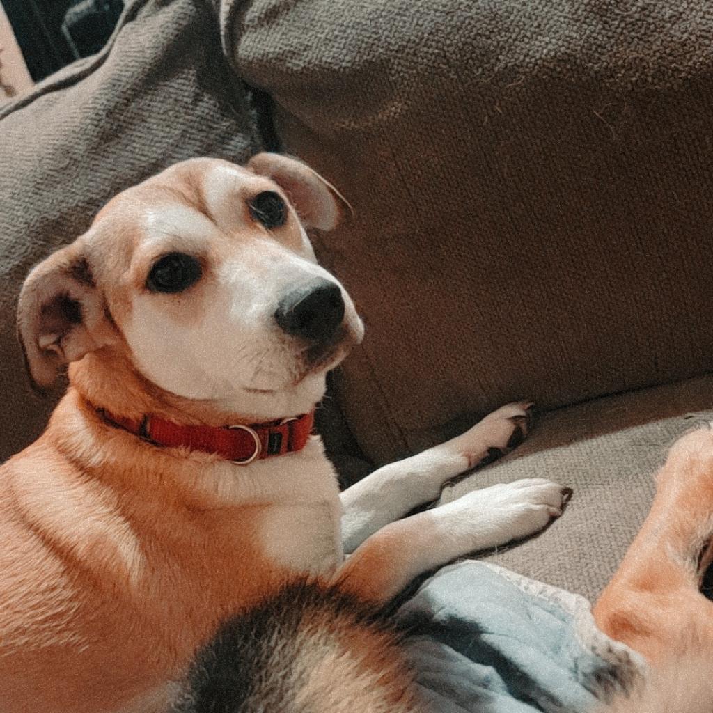 LUNA, a Adoptable mixed breed in Union City, PA image 5/6