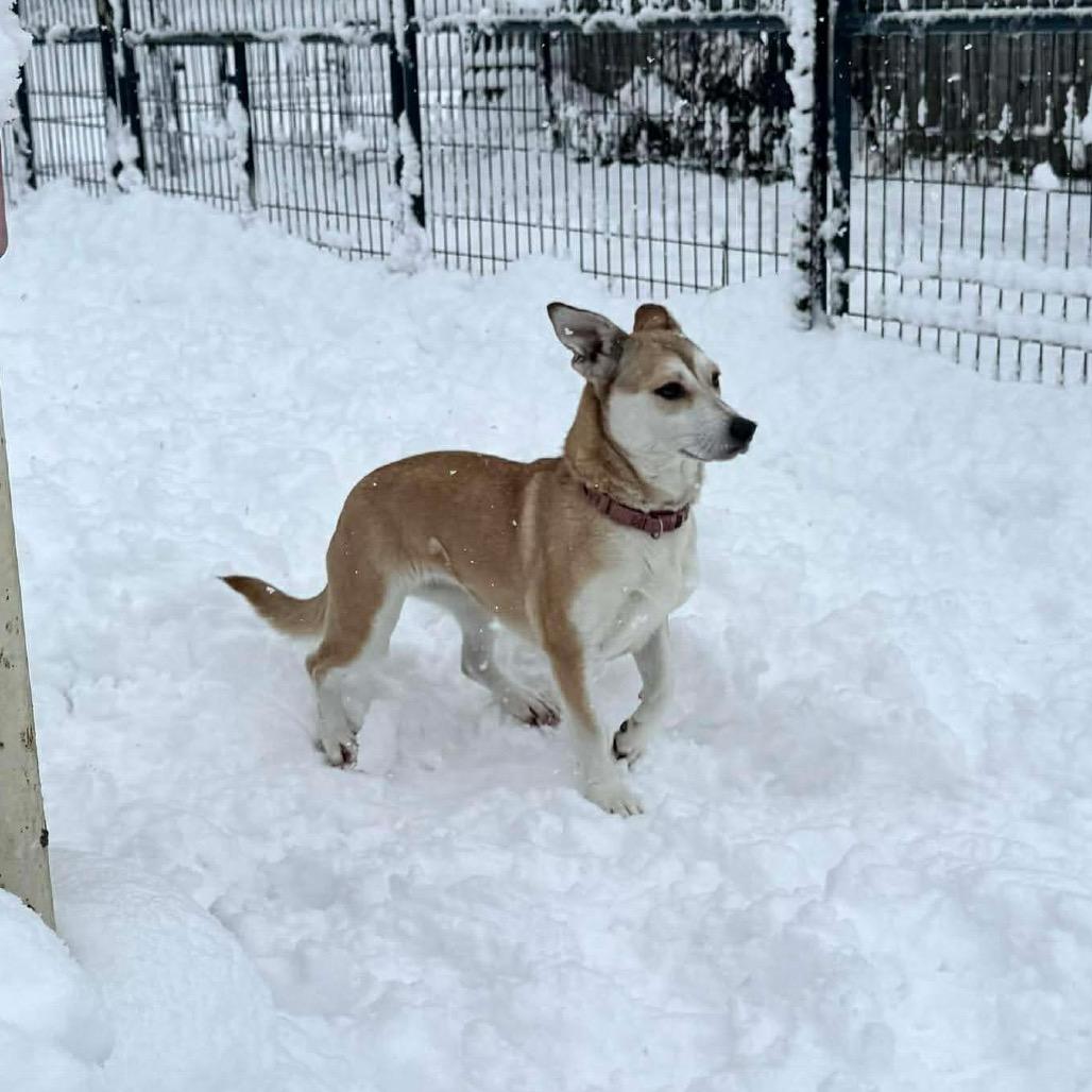 LUNA, a Adoptable mixed breed in Union City, PA image 6/6