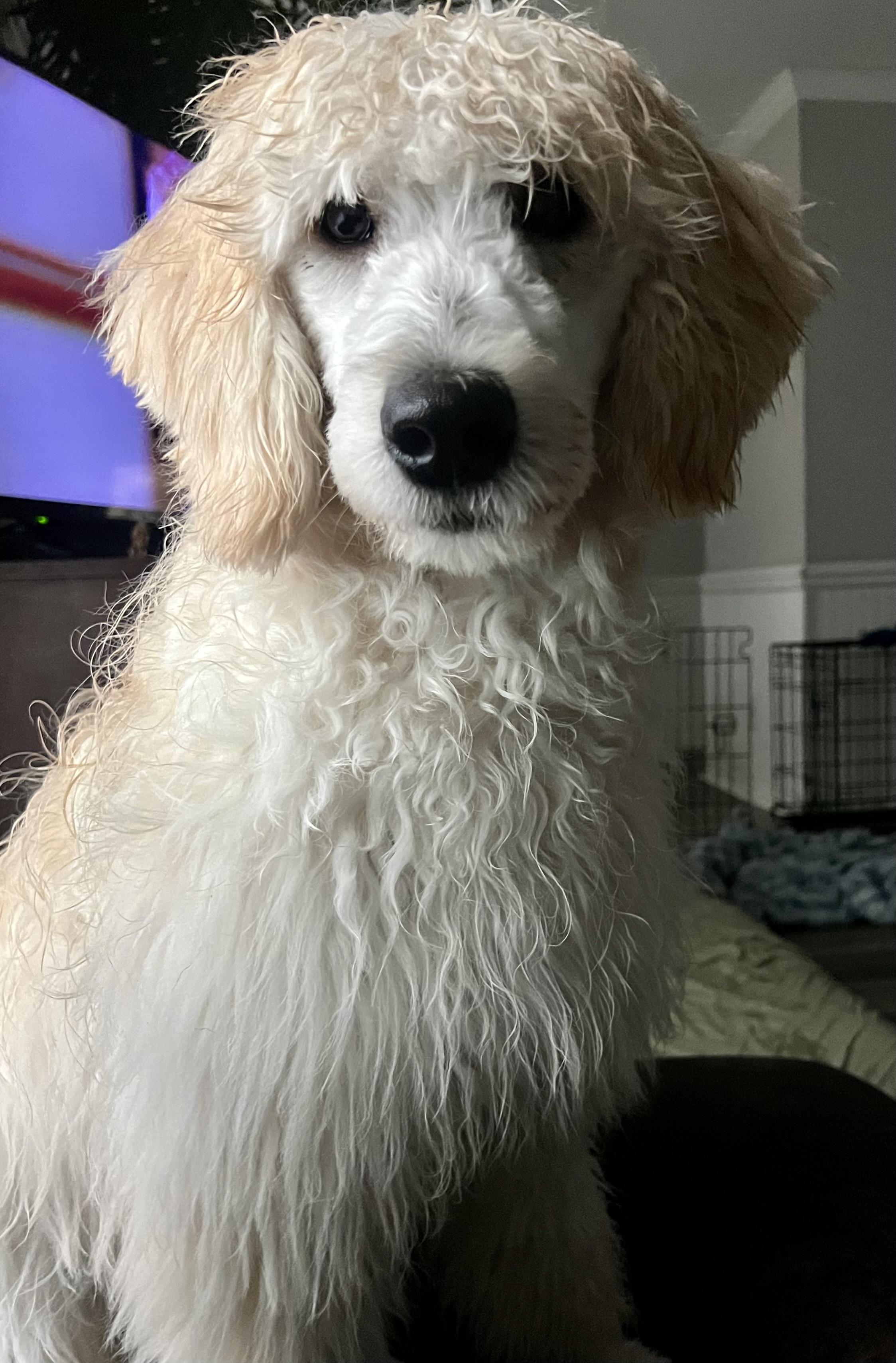 Enlarge Lani, a ADOPTABLE mixed breed in Mt Pleasant, SC image 3/6