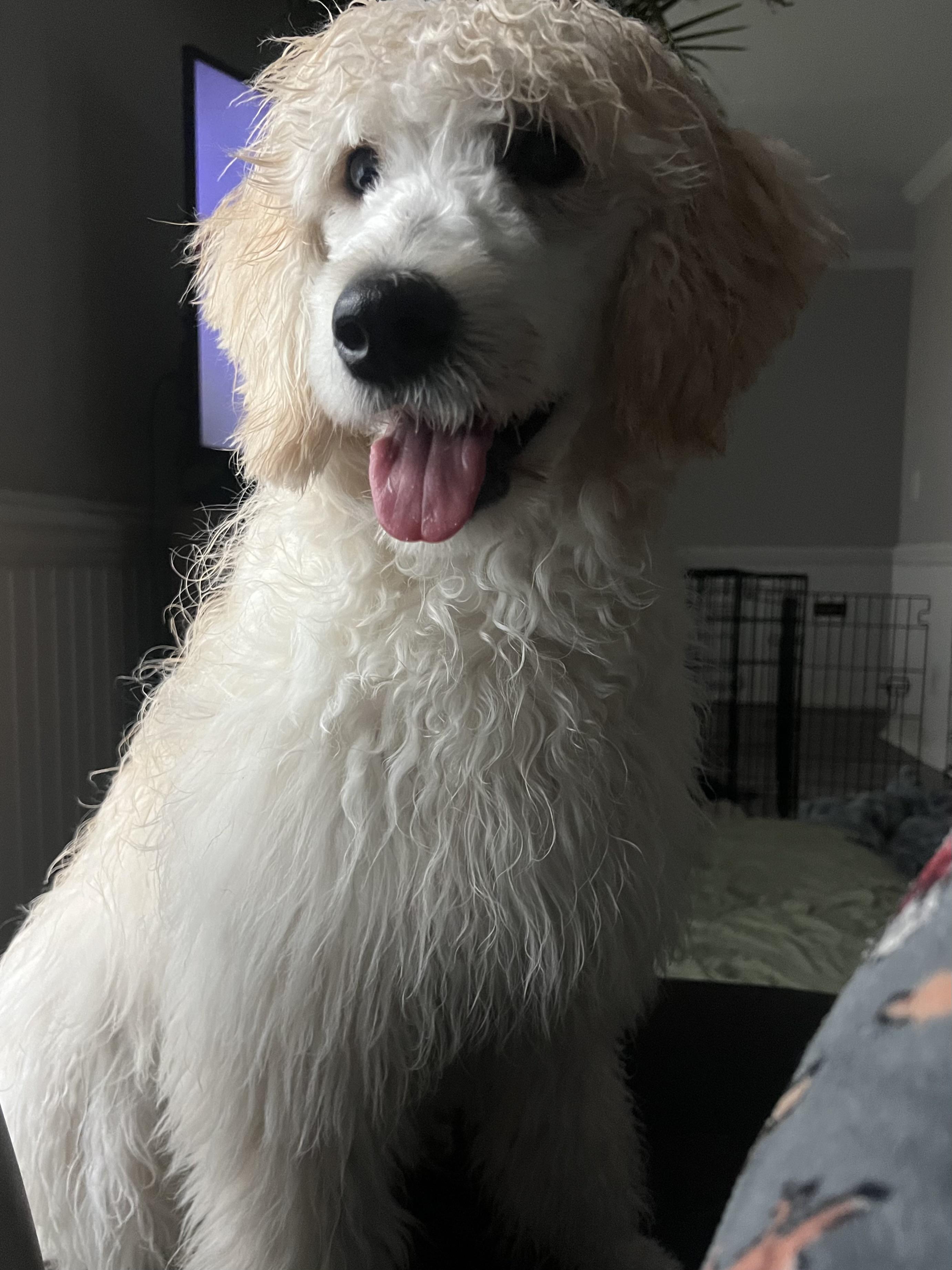 Enlarge Lani, a ADOPTABLE mixed breed in Mt Pleasant, SC image 4/6