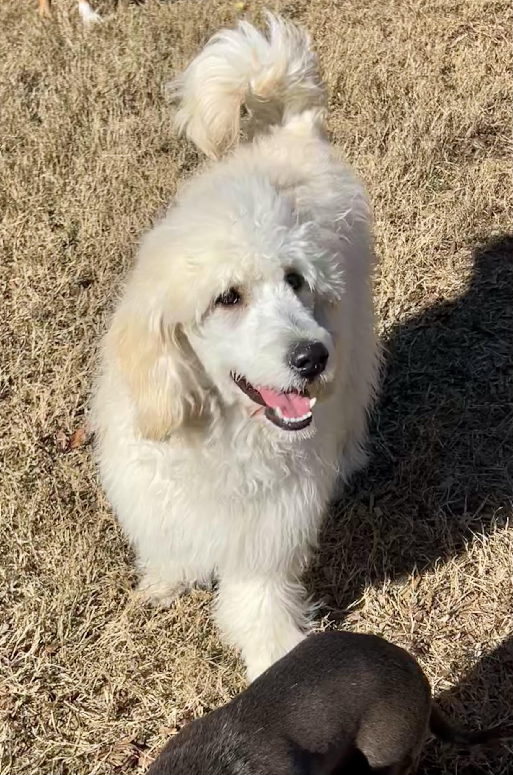 Enlarge Lani, a ADOPTABLE mixed breed in Mt Pleasant, SC image 2/6