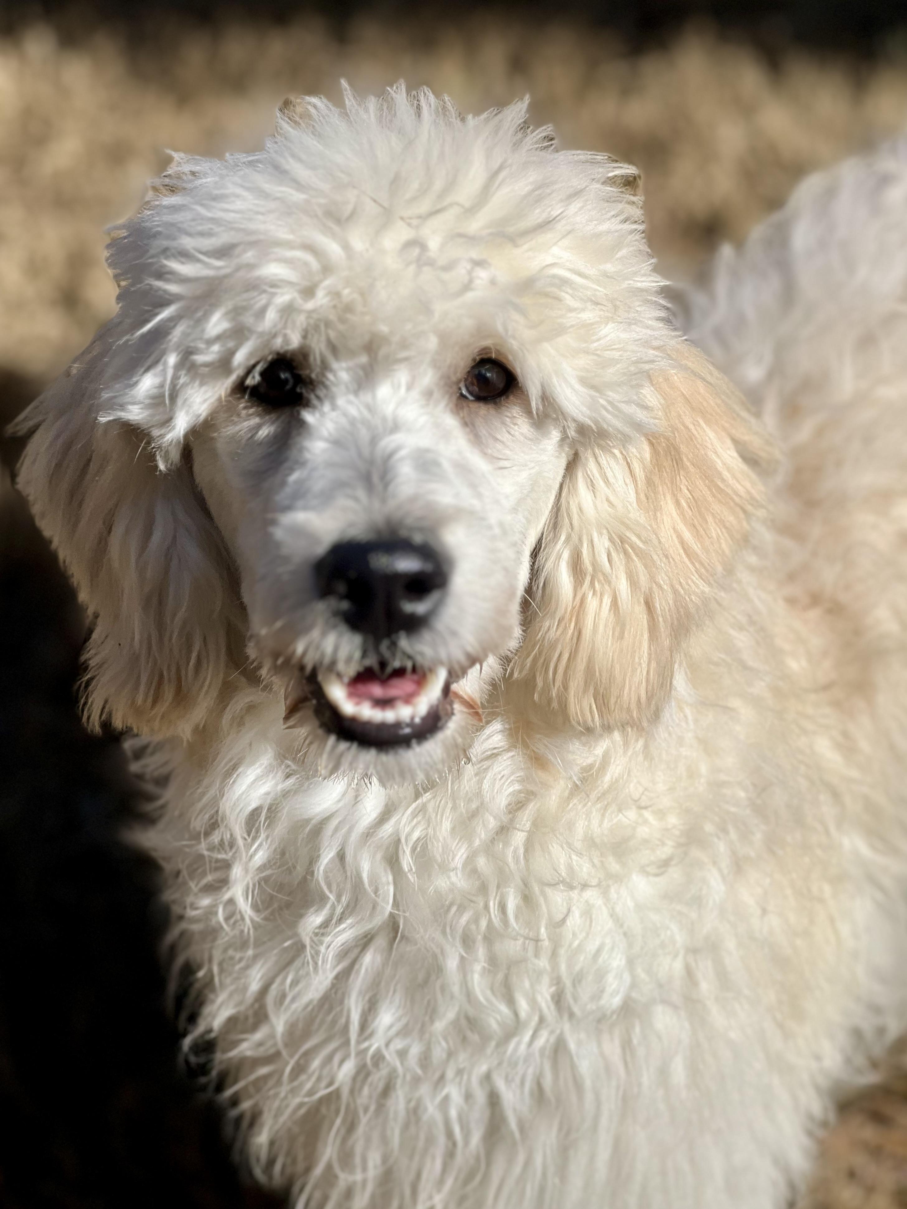 Lani, ADOPTABLE, Young Female Golden Retriever & Poodle.