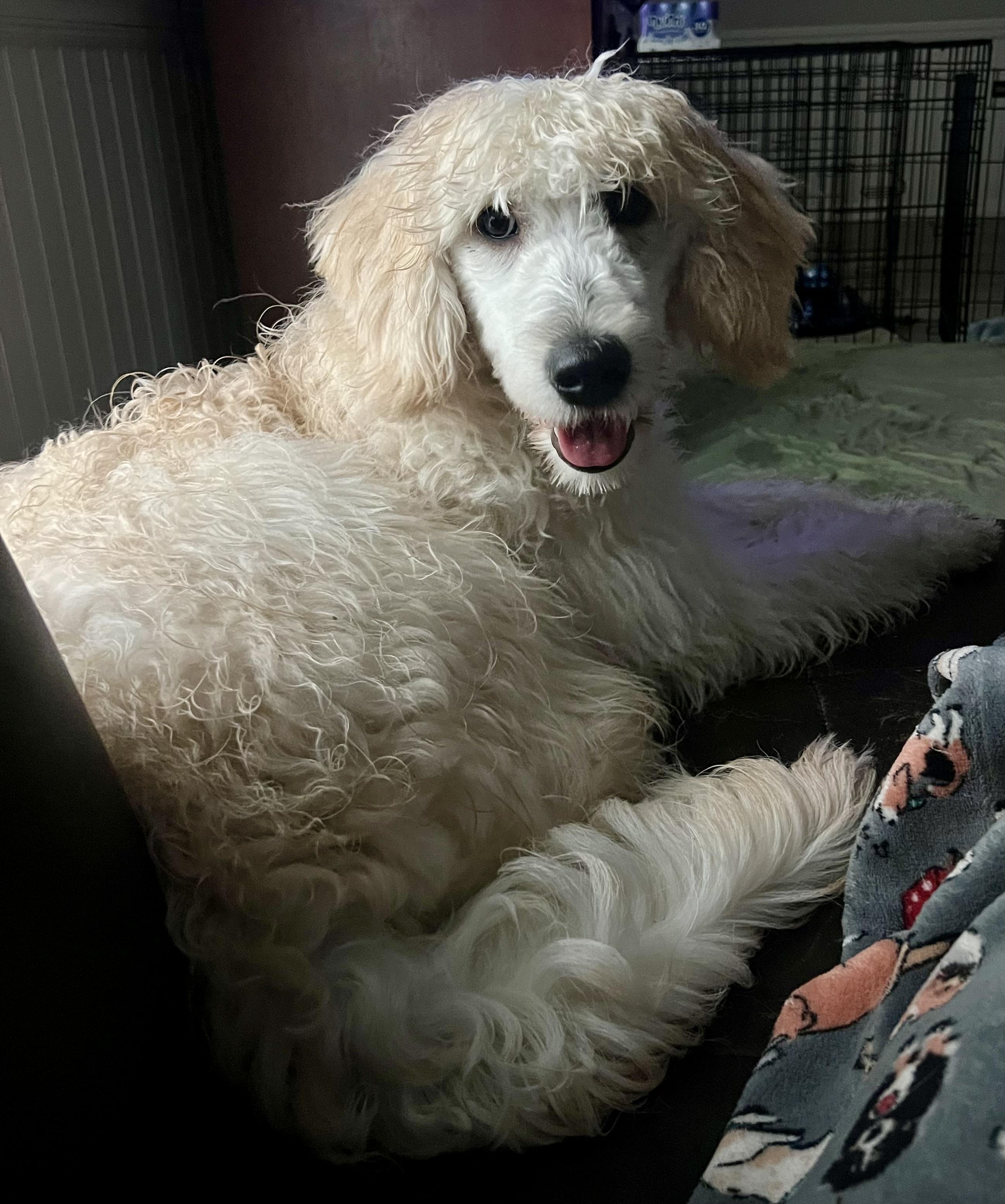 Enlarge Lani, a ADOPTABLE mixed breed in Mt Pleasant, SC image 5/6