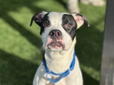 Rocky aka Giddy Up, a Adoptable mixed breed in Madison, NJ image 6/6