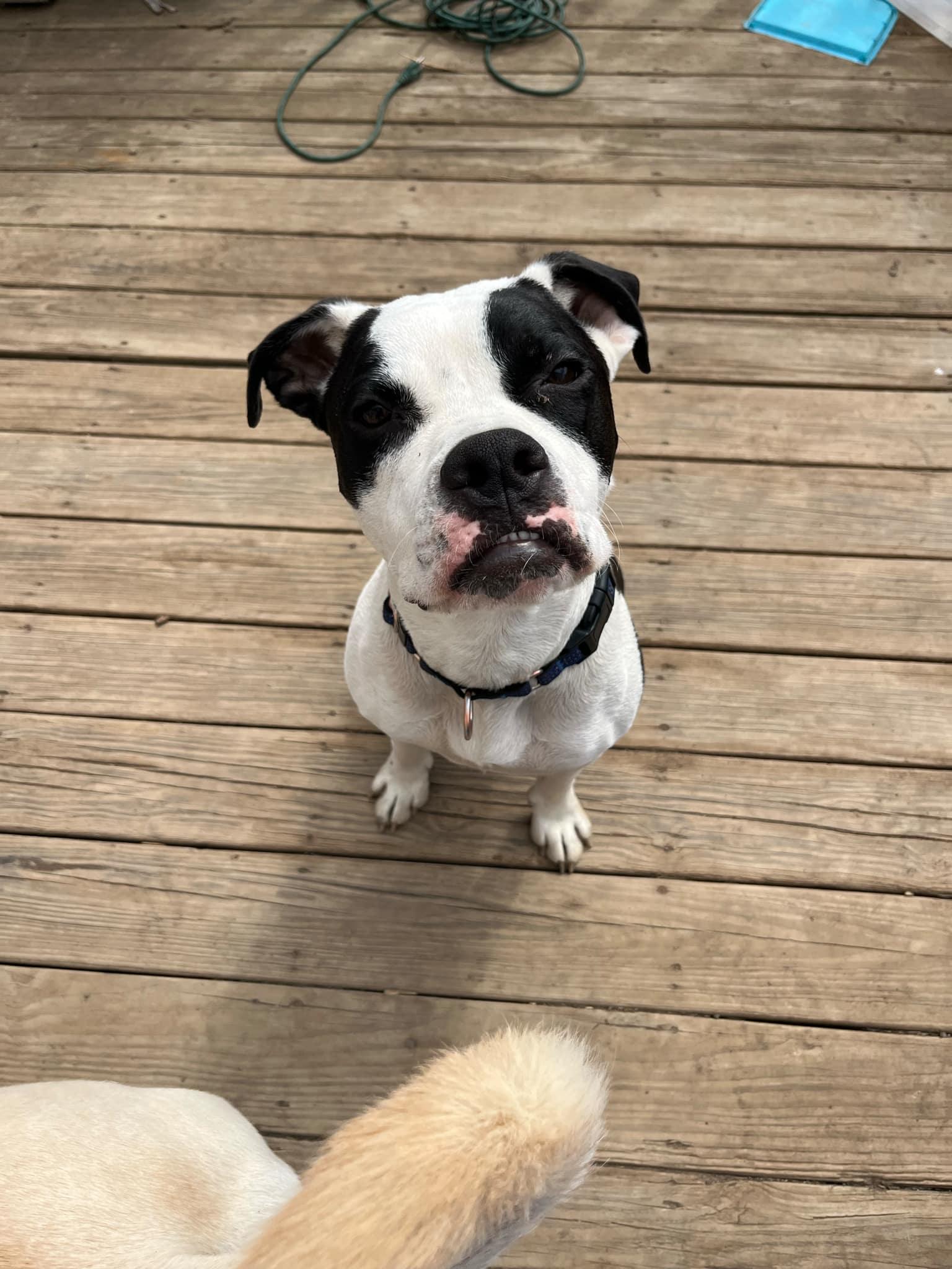 Rocky aka Giddy Up, a Adoptable mixed breed in Madison, NJ image 1/6