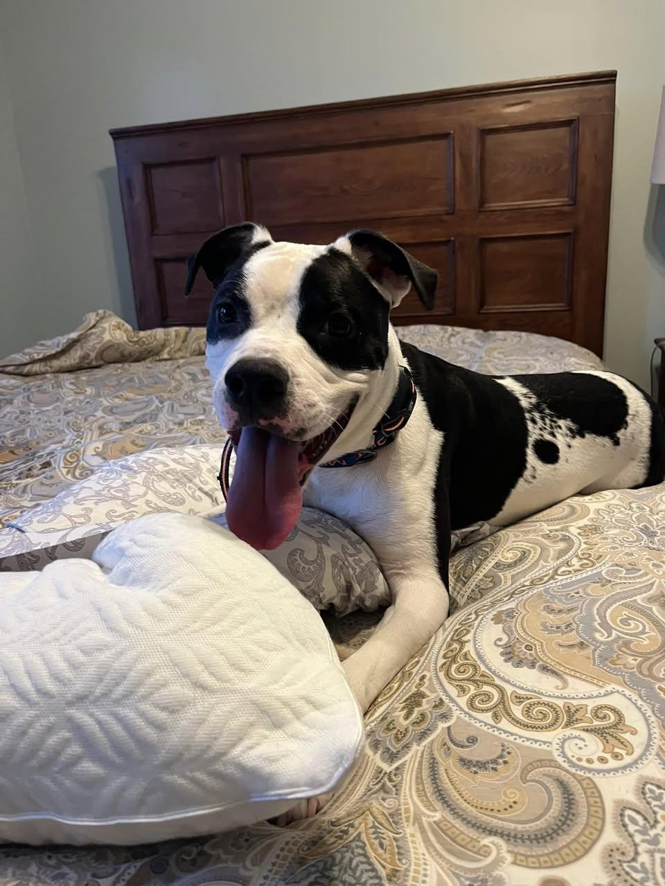 Rocky aka Giddy Up, a Adoptable mixed breed in Madison, NJ image 4/6