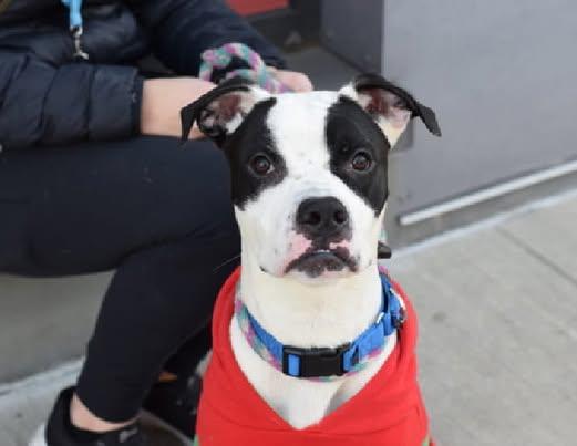 Rocky aka Giddy Up, a Adoptable mixed breed in Madison, NJ image 2/6