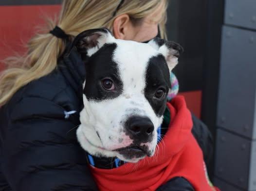 Rocky aka Giddy Up, a Adoptable mixed breed in Madison, NJ image 3/6