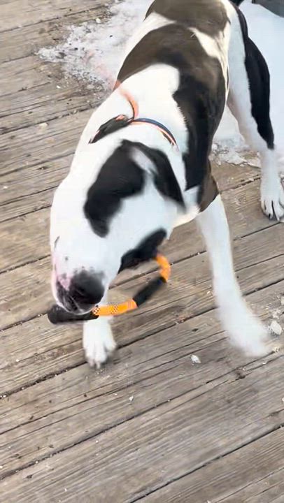 Enlarge Rocky aka Giddy Up, a Adoptable mixed breed in Madison, NJ video 5/6