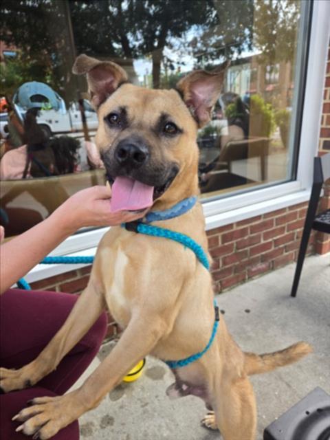 Enlarge BENTLY**, a Adoptable mixed breed in Chapel Hill, NC image 1/1