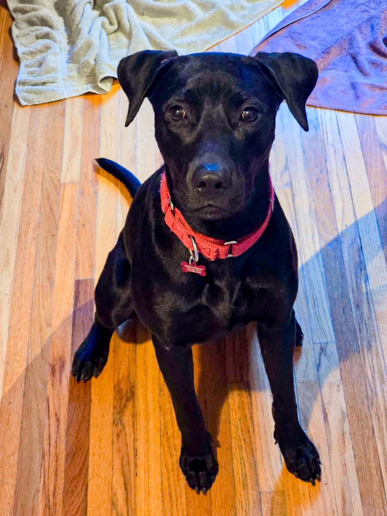 Enlarge Maggie, a Adoptable Black Labrador Retriever in Springville, NY image 1/3
