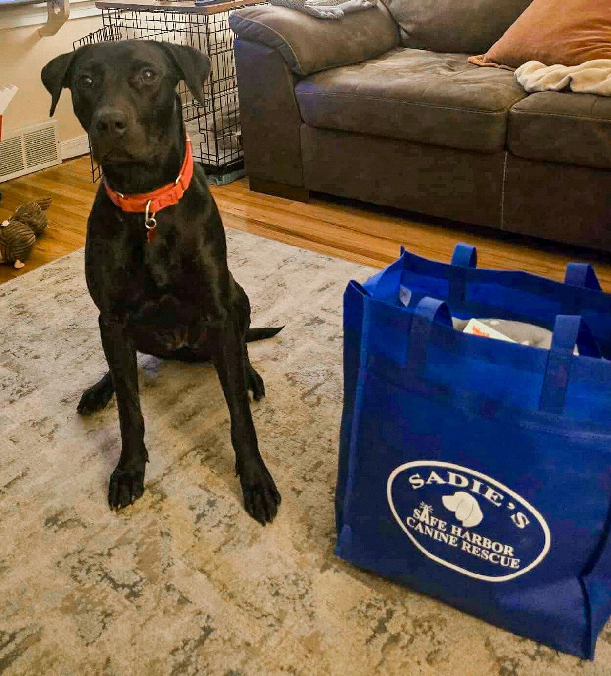 Enlarge Maggie, a Adoptable Black Labrador Retriever in Springville, NY image 2/3