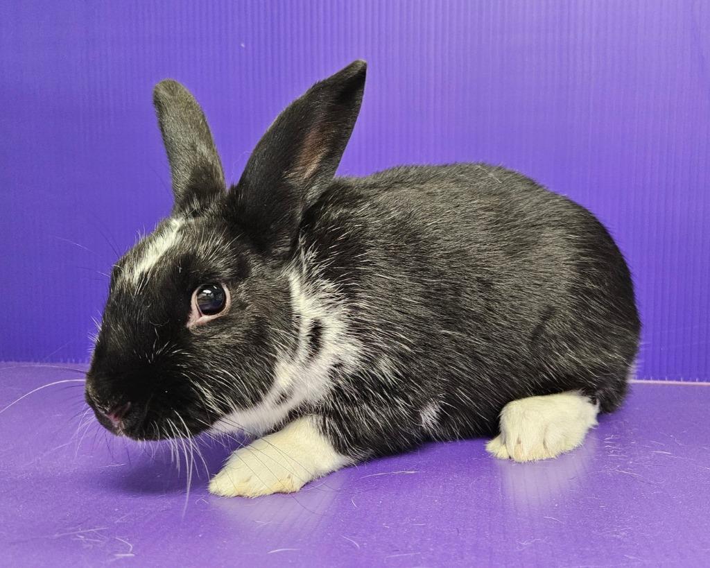 Joan, Adoptable, Young Female Bunny Rabbit.