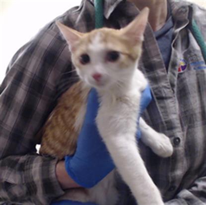 ALICE, Adoptable, Kitten Female Domestic Short Hair.