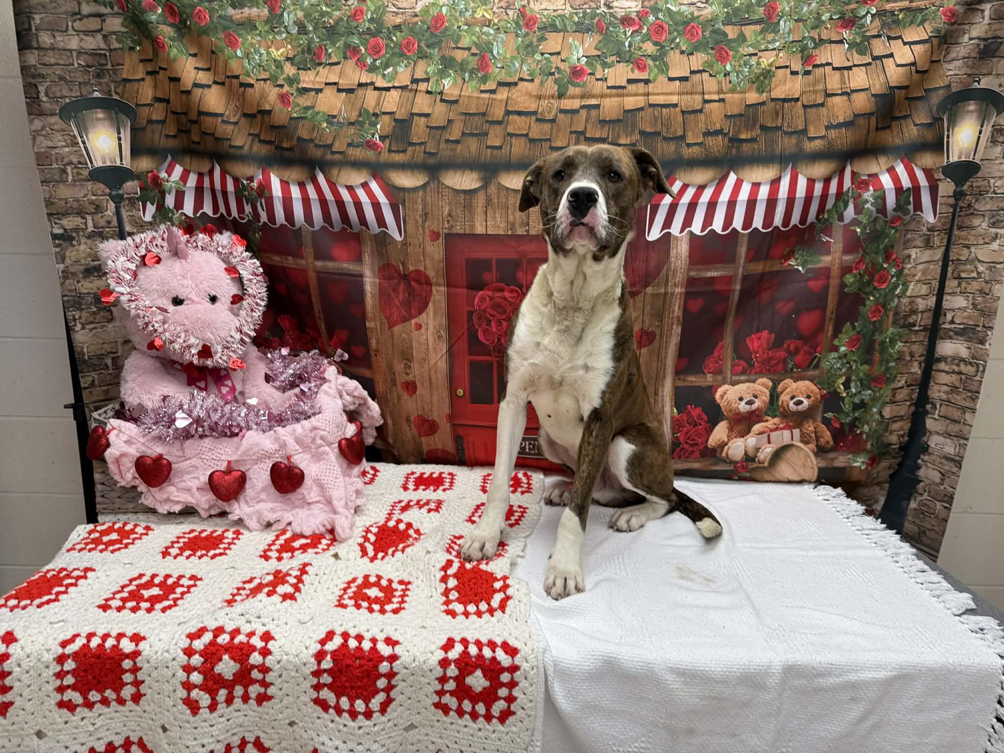 Brine, ADOPTABLE, Adult Male Pit Bull Terrier.