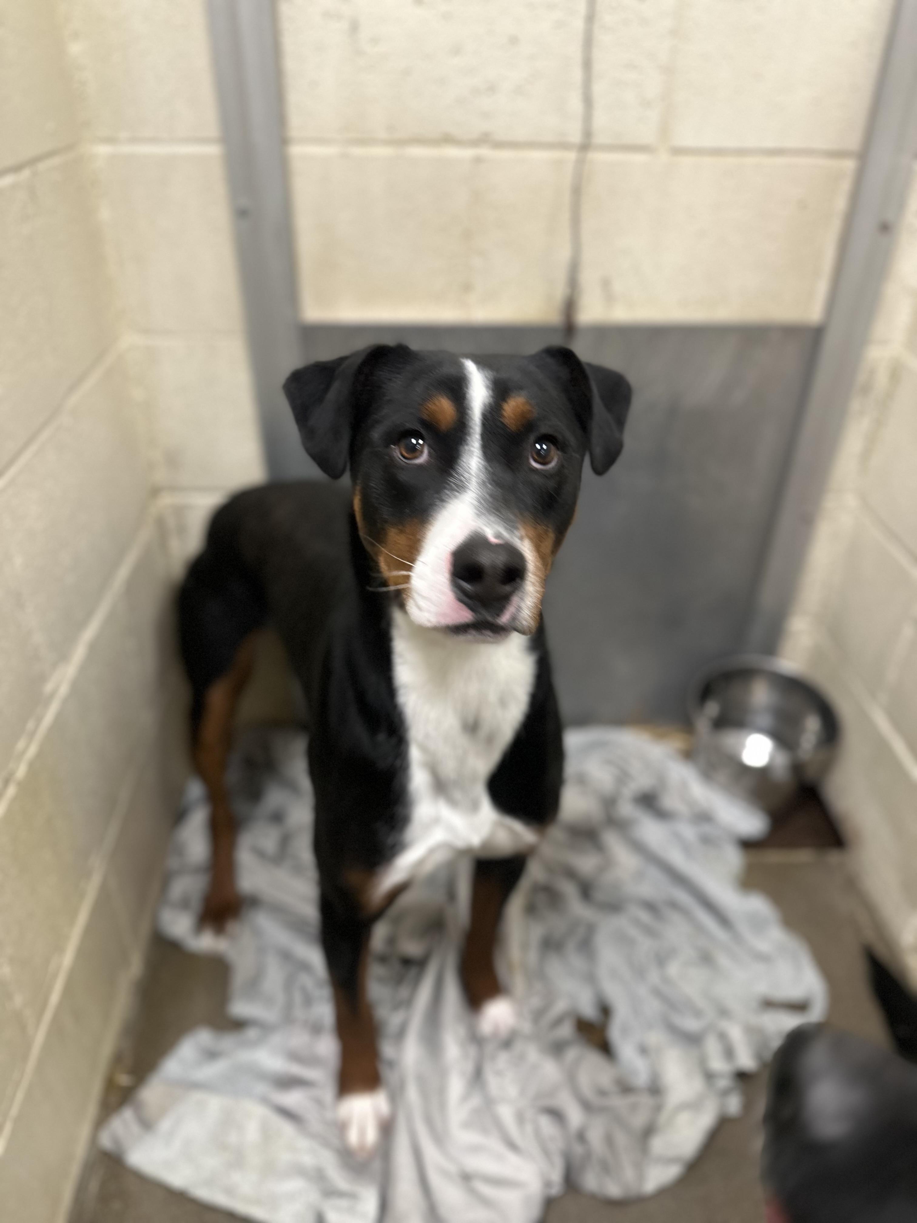 Kai, ADOPTABLE, Adult Male Mixed Breed.