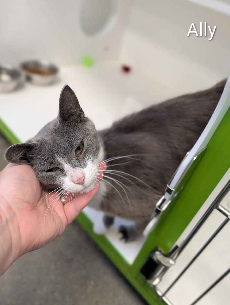 Ally, Adoptable, Young Female Domestic Short Hair.