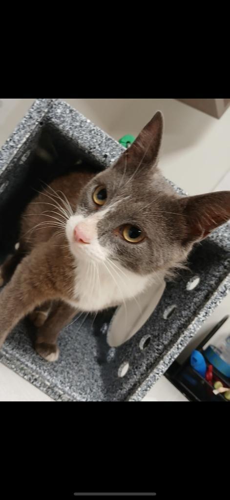 Enlarge Ally, a Adoptable mixed breed in Greenfield, IN image 2/4
