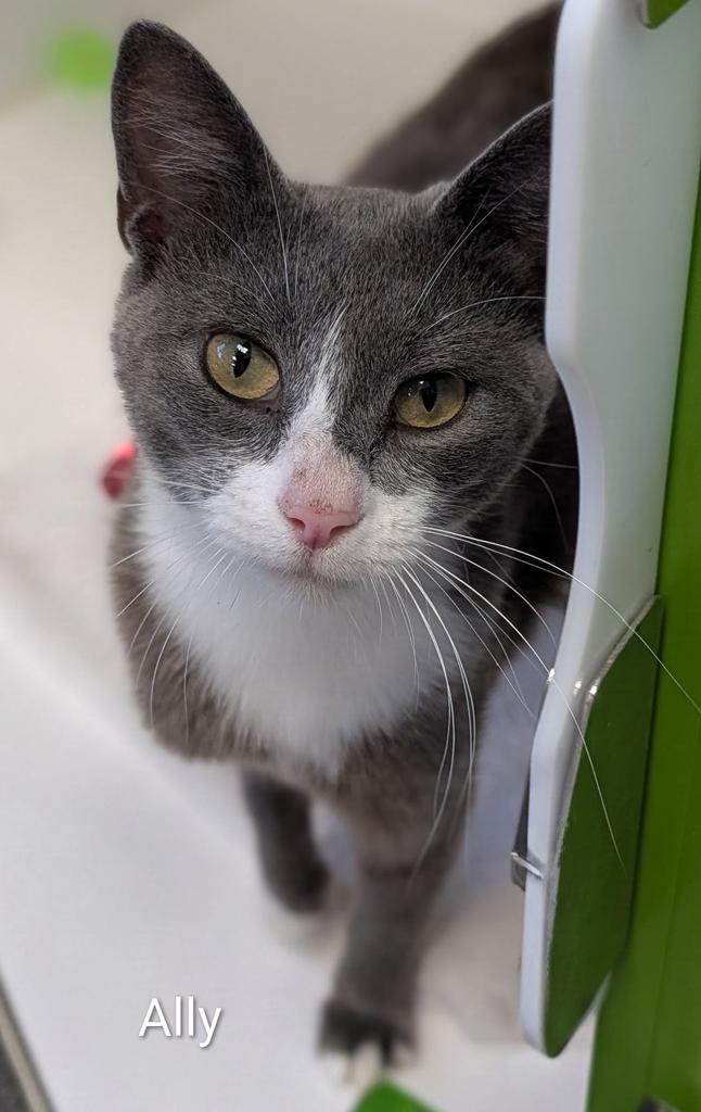 Enlarge Ally, a Adoptable mixed breed in Greenfield, IN image 3/4
