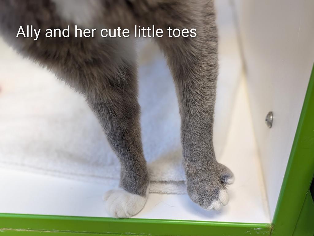 Enlarge Ally, a Adoptable mixed breed in Greenfield, IN image 4/4