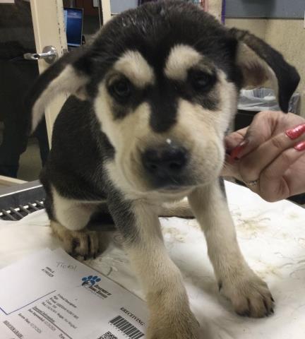 APOLLO — thumbnail 2