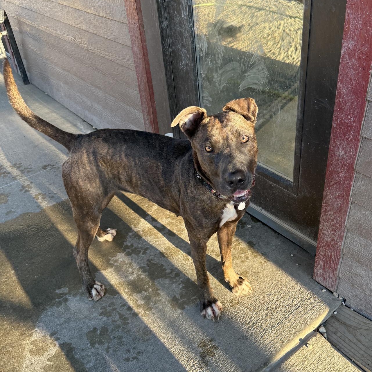 Enlarge Spritz, a Adoptable Mixed Breed in Monticello, IA image 2/6