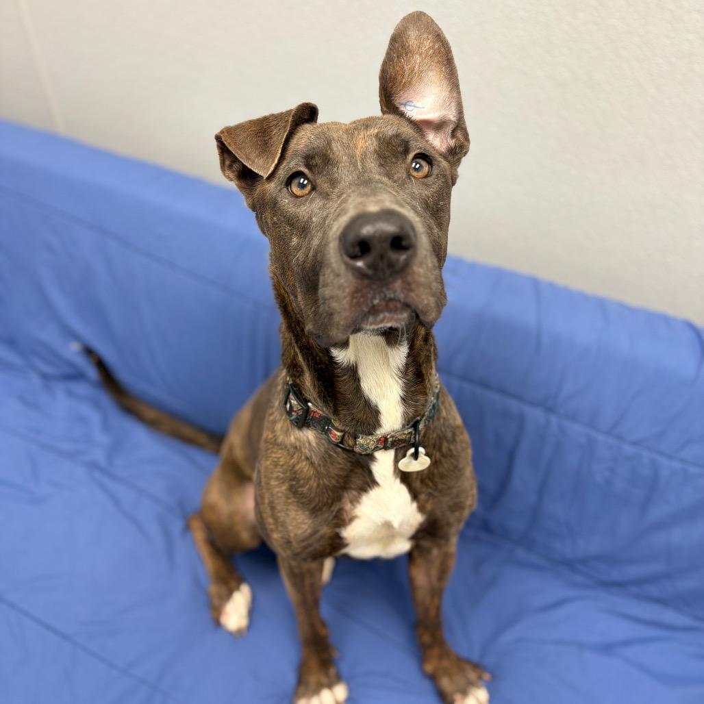 Enlarge Spritz, a Adoptable Mixed Breed in Monticello, IA image 1/6