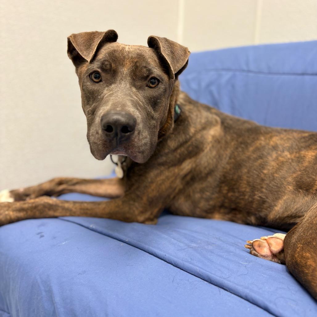 Enlarge Spritz, a Adoptable Mixed Breed in Monticello, IA image 6/6