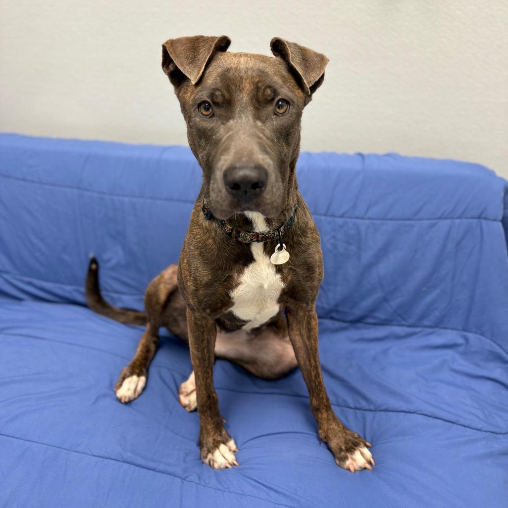 Enlarge Spritz, a Adoptable Mixed Breed in Monticello, IA image 5/6