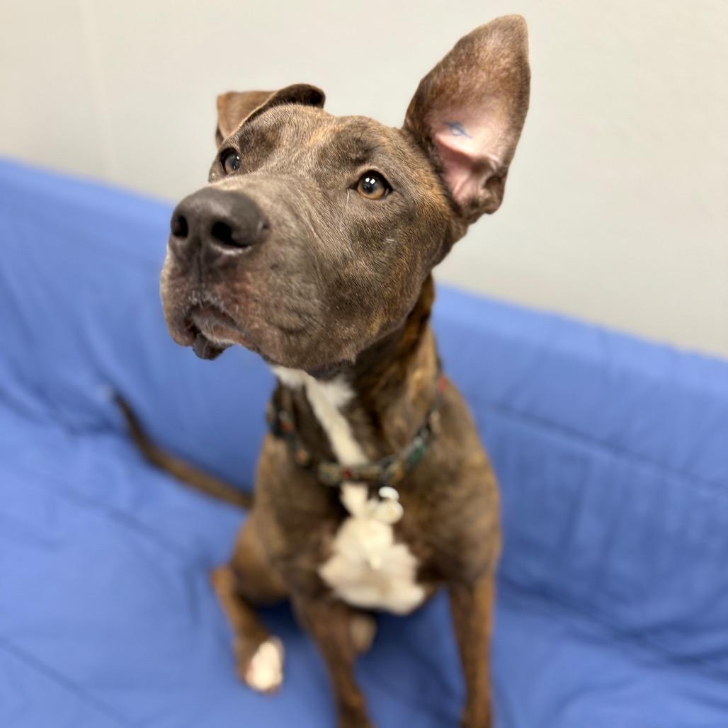 Enlarge Spritz, a Adoptable Mixed Breed in Monticello, IA image 4/6