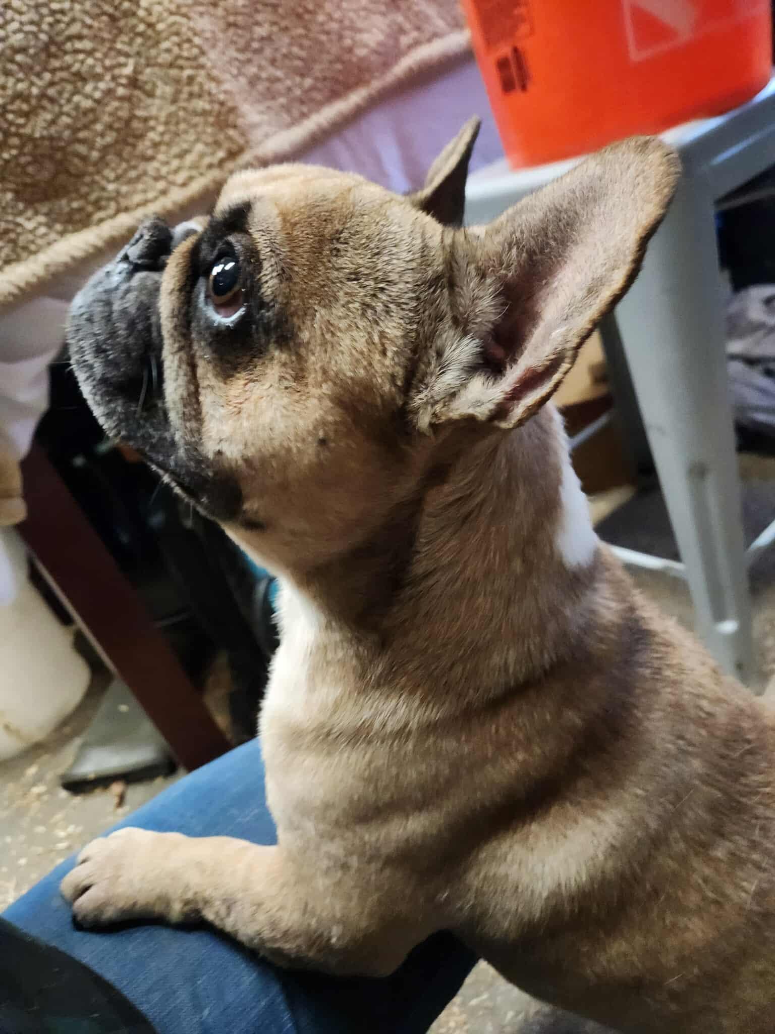 Maxwell, a Adoptable mixed breed in Burlington, WA image 2/4