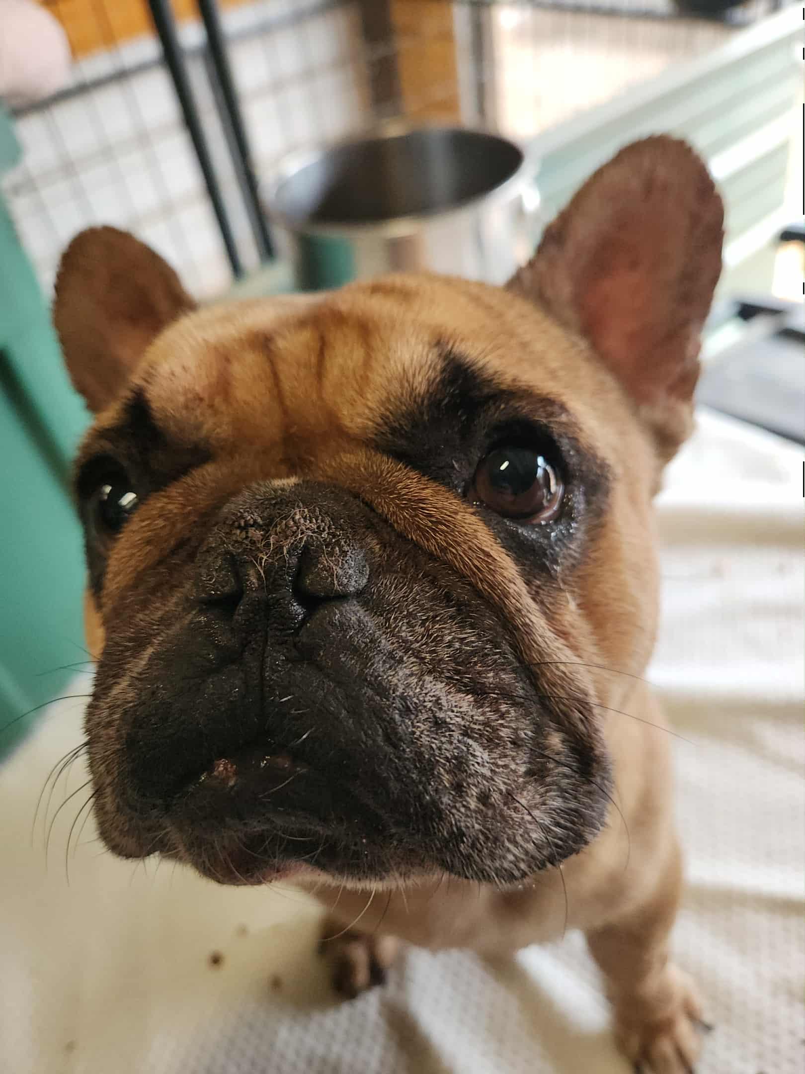 Maxwell, Adoptable, Adult Male French Bulldog.