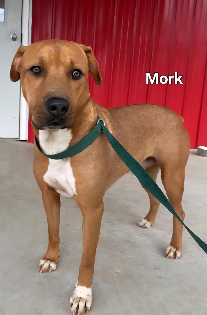 Mork