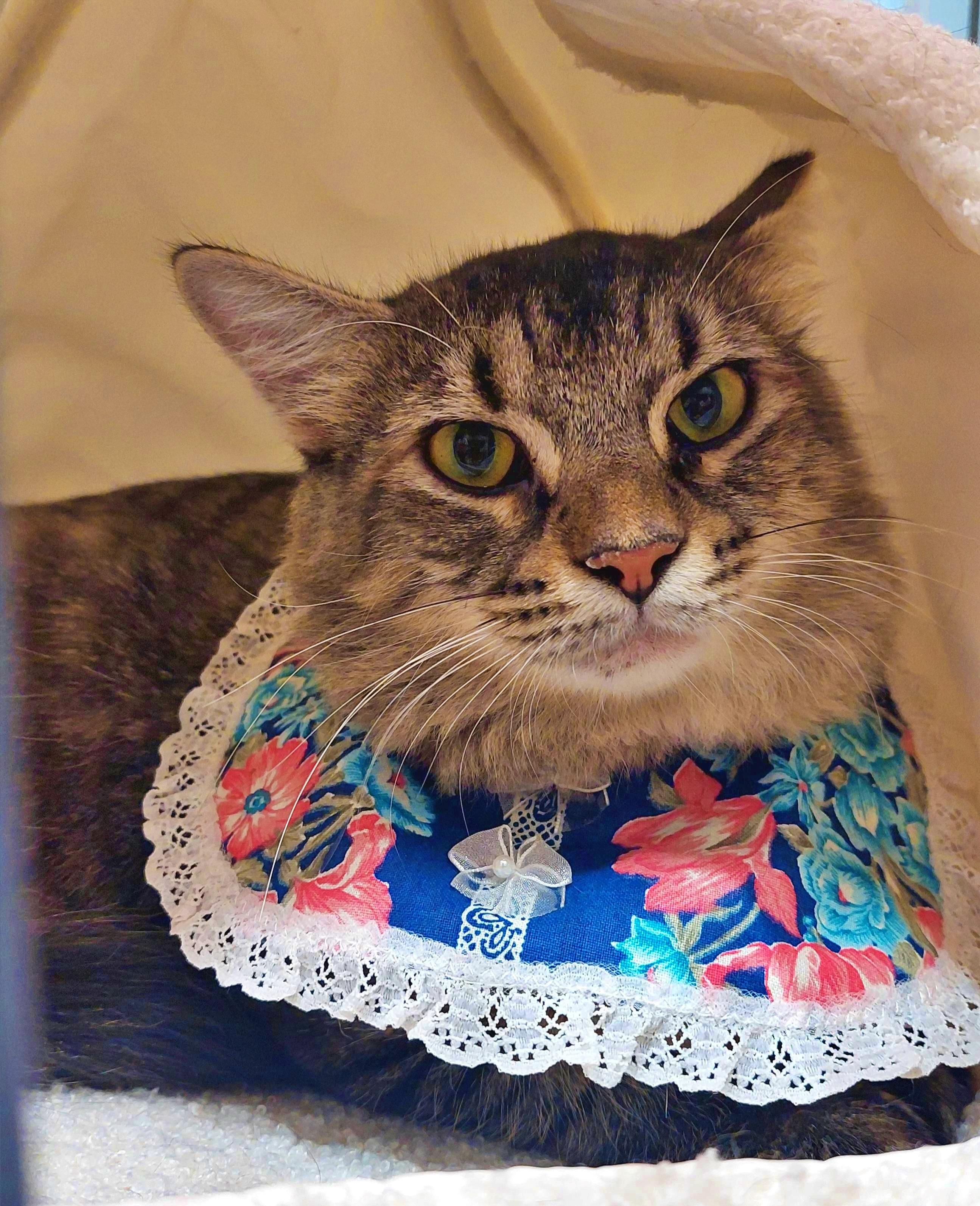 Hope, a Adoptable Tiger in Orange City, FL image 1/3