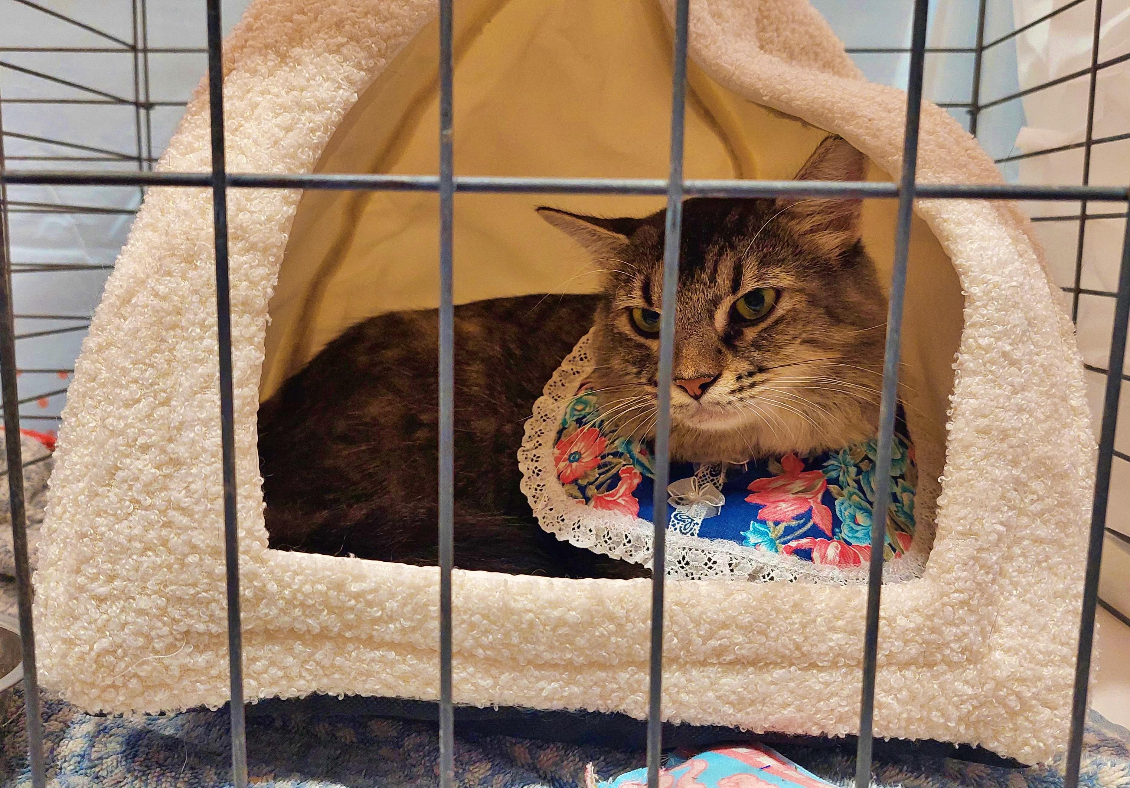 Hope, a Adoptable Tiger in Orange City, FL image 2/3