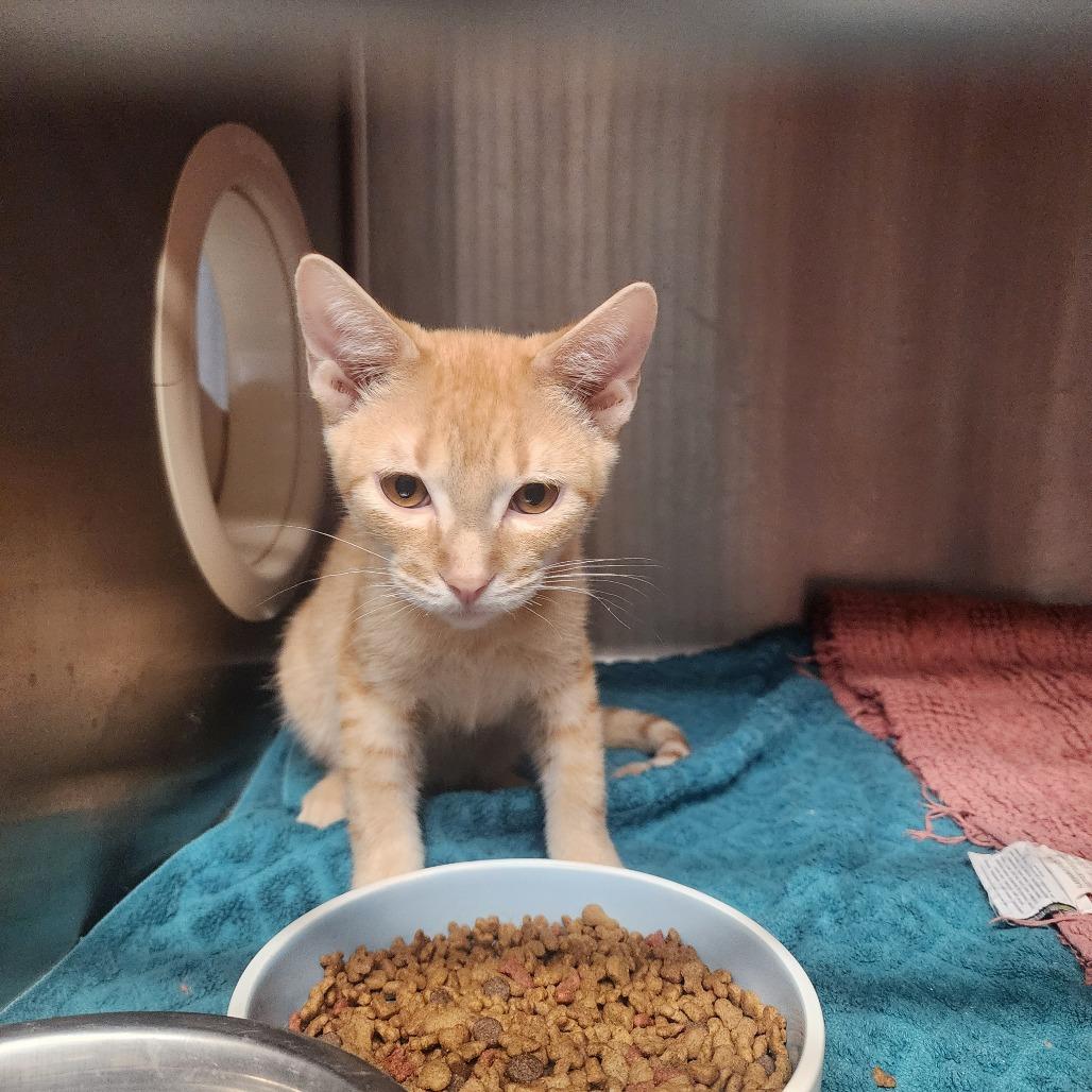 Enlarge Comet, a Adoptable Domestic Short Hair in Evensville, TN image 1/6