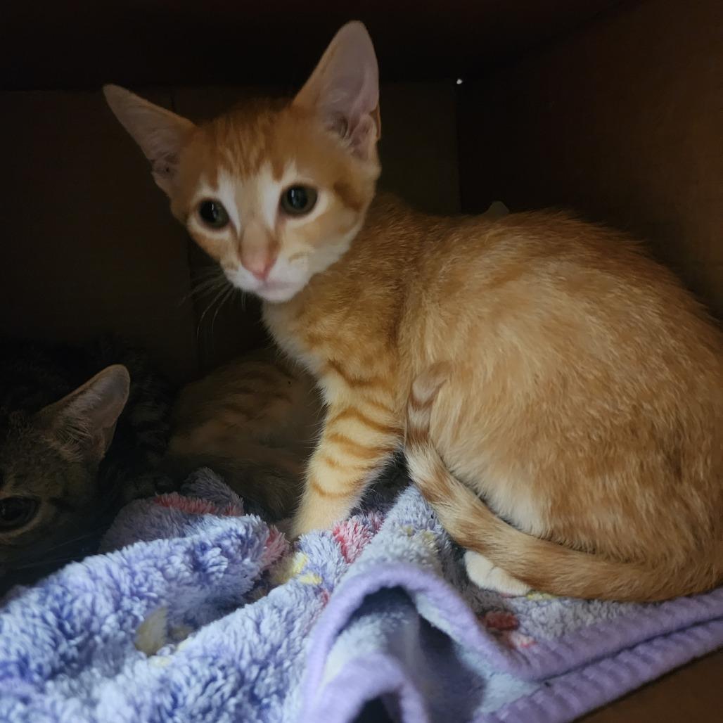 Comet, Adoptable, Kitten Male Domestic Short Hair.