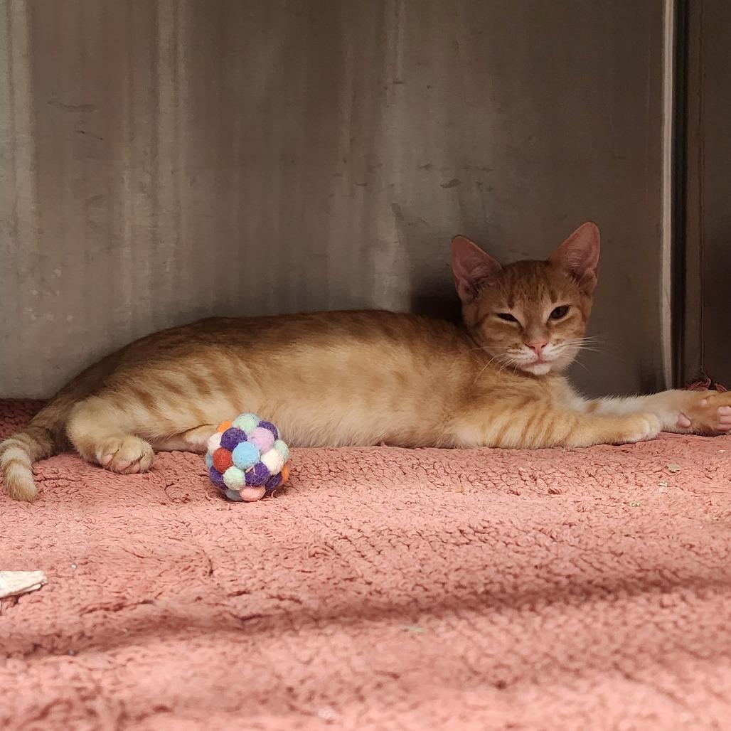 Enlarge Comet, a Adoptable Domestic Short Hair in Evensville, TN image 3/6