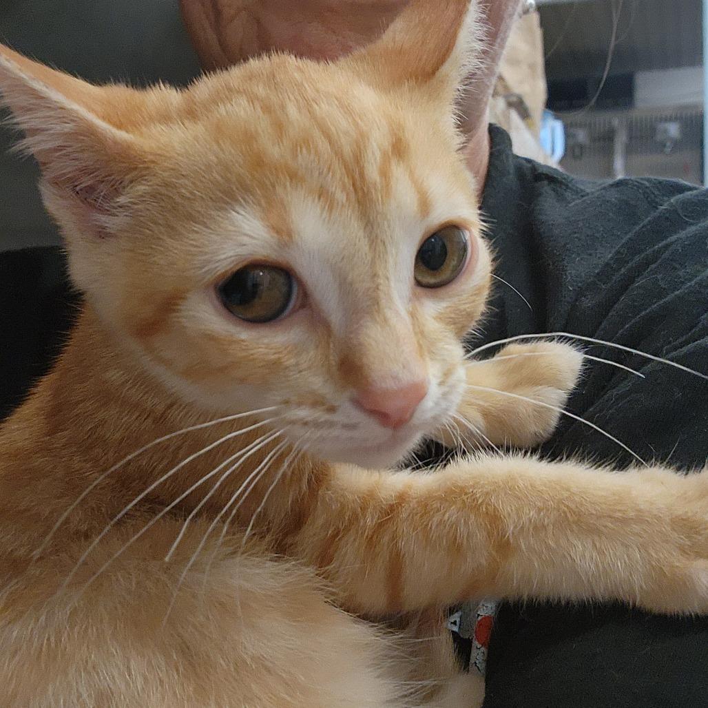 Enlarge Comet, a Adoptable Domestic Short Hair in Evensville, TN image 4/6