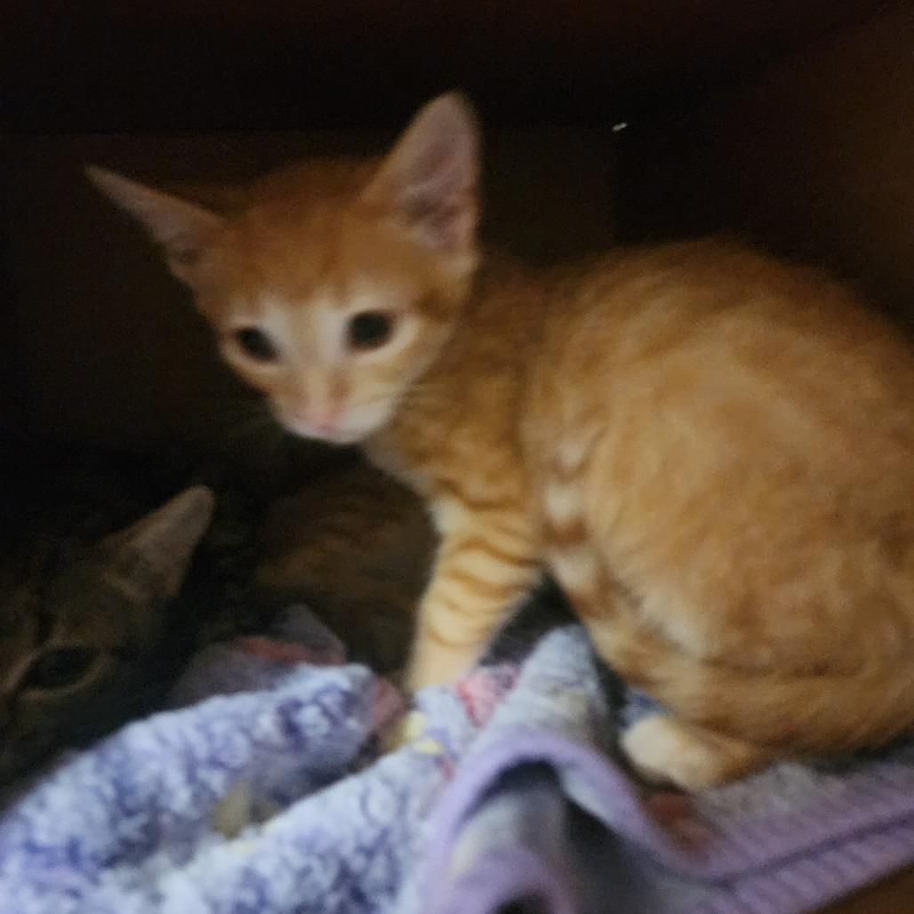 Enlarge Comet, a Adoptable Domestic Short Hair in Evensville, TN image 5/6